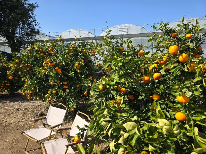 Bong Bong Tangerine Farm